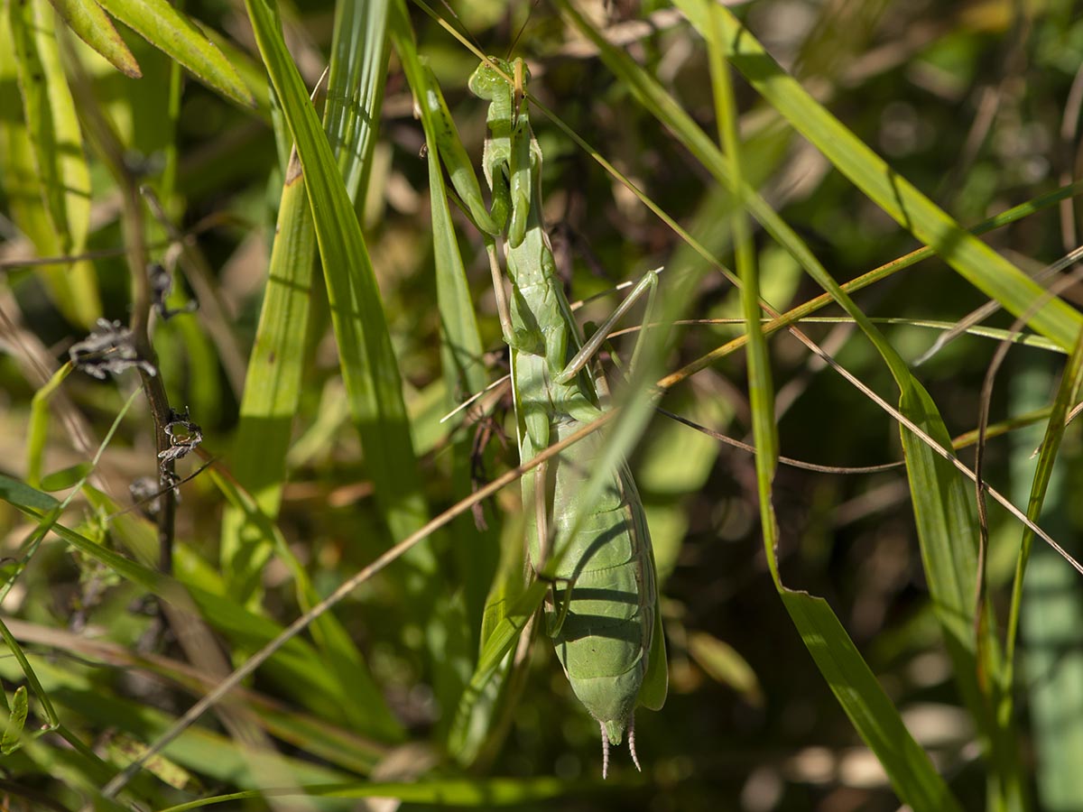 Habitus